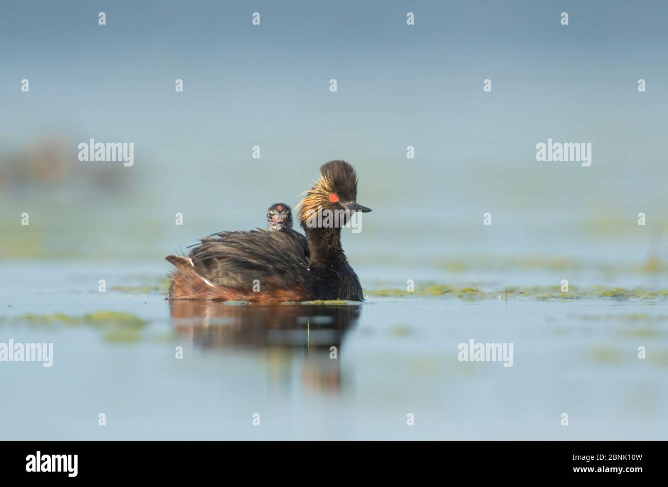 Ohrtaucher (Podiceps nigricollis), Erwachsener mit Küken auf dem Rücken, Bowdoin National Wildlife Refuge, Montana, USA Stockfoto