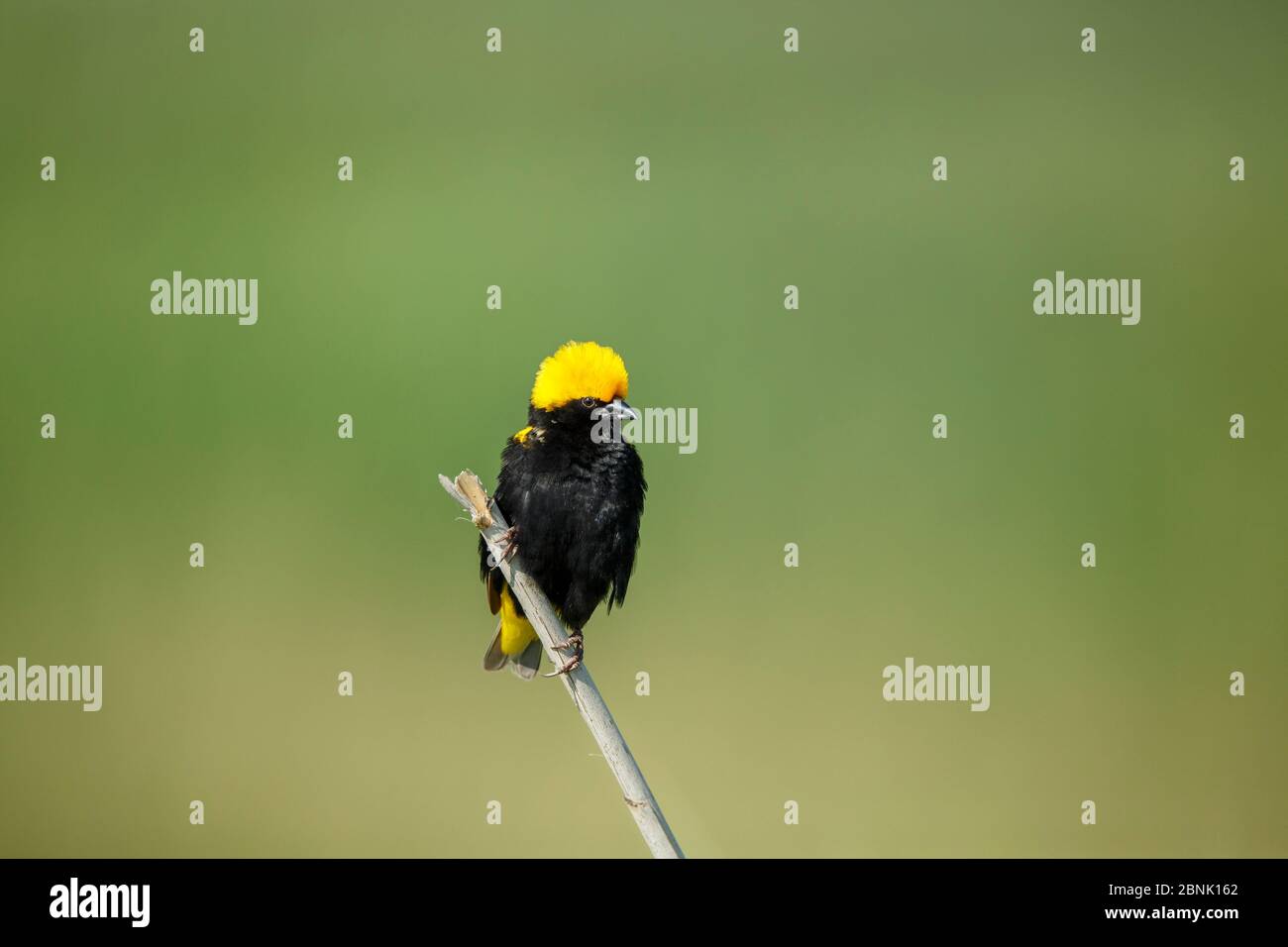 Yellowcrowned Bishop (Euplectes afer) Marievale Bird Sanctuary, Südafrika. Stockfoto