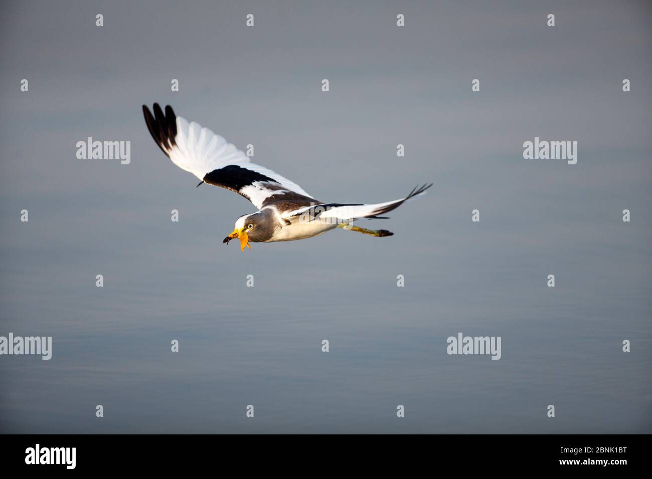 Weißkronenpflüger (Vanellus albiceps), der mit sichtbaren Flügelspitzern fliegt, Kruger National Park, Südafrika; Stockfoto