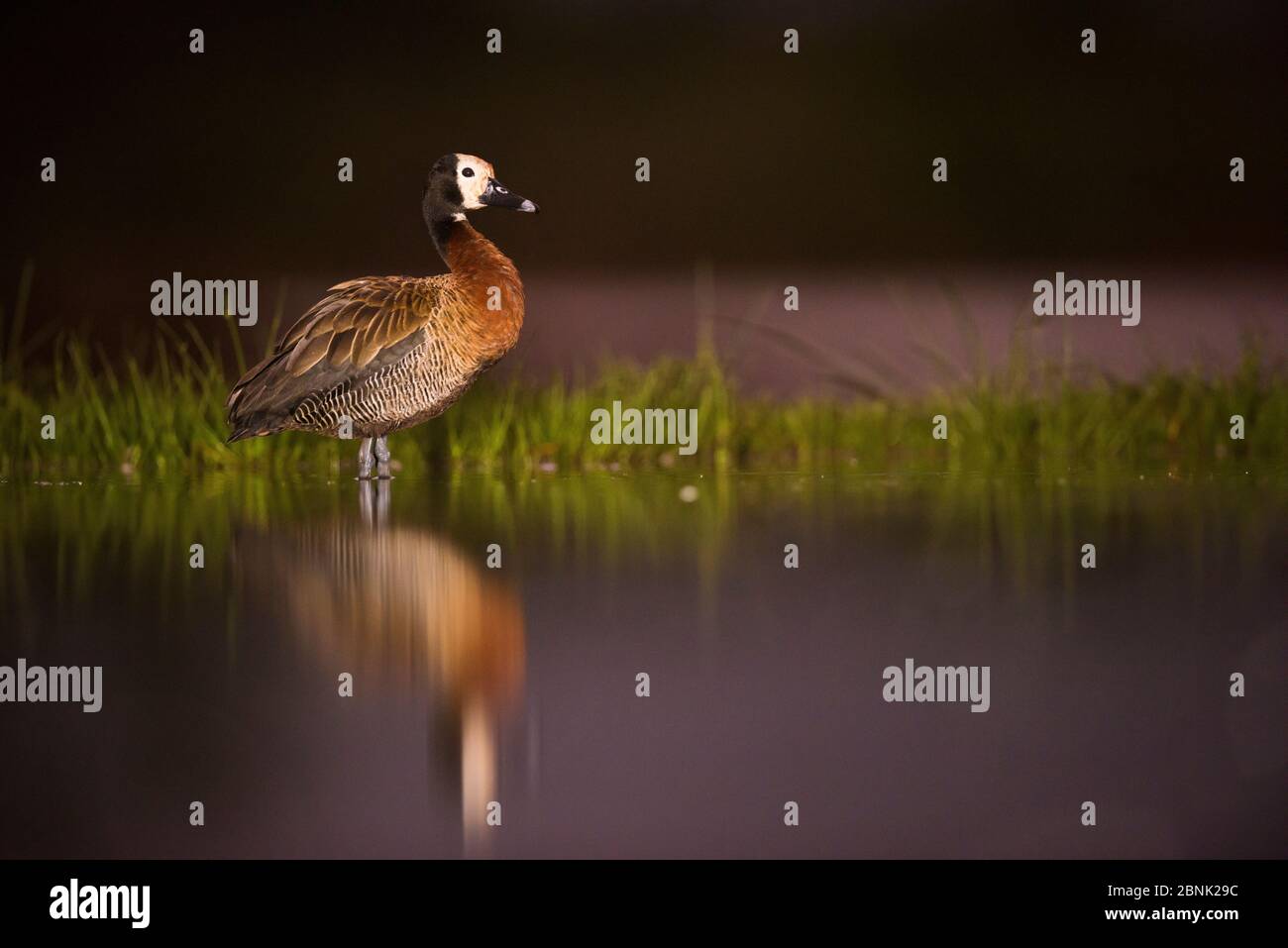 Weißgesichtige Ente (Dendrocygna viduata) mit Spiegelung am Rande des Wassers, Zimanga Private Game Reserve, Südafrika. Stockfoto