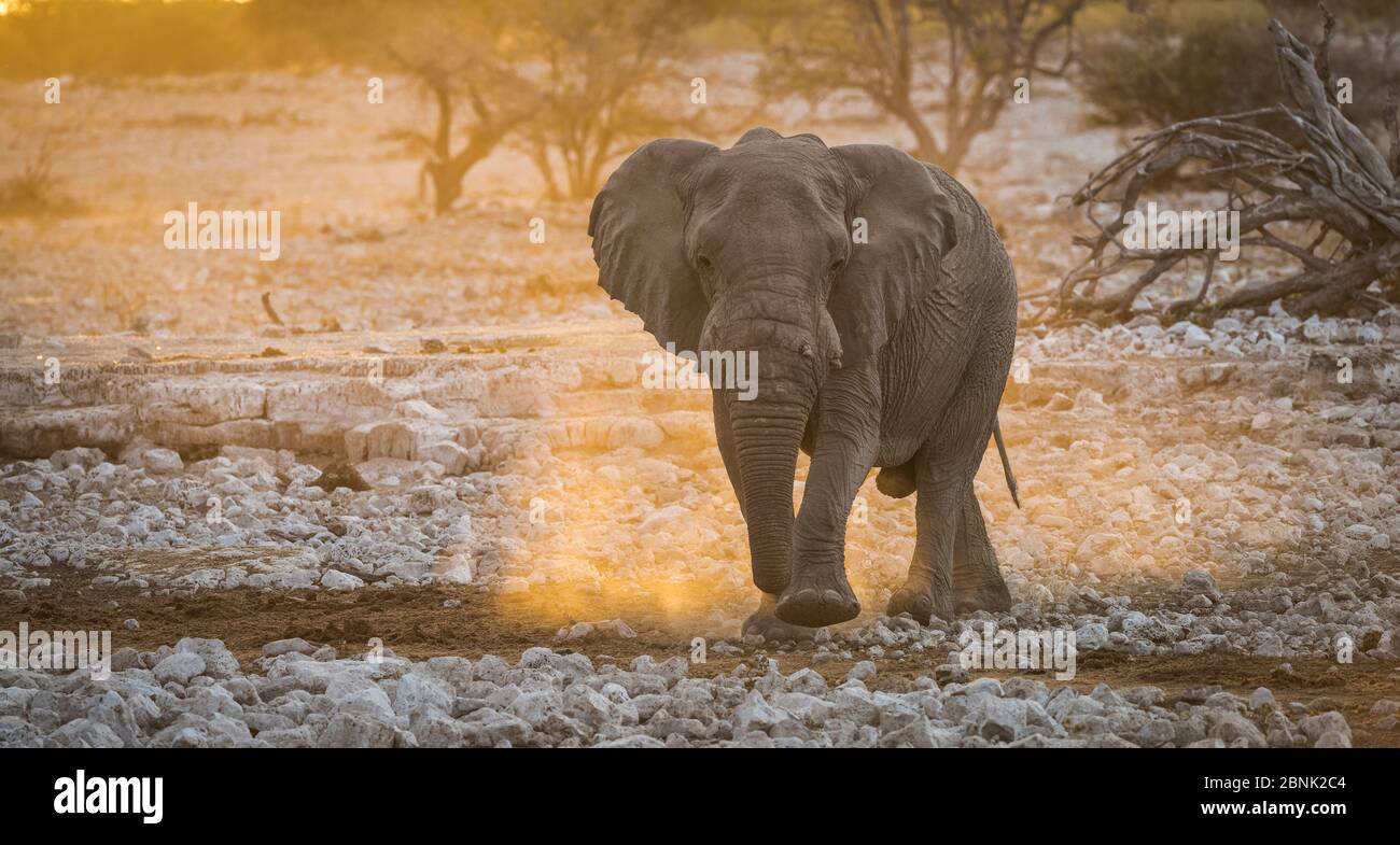 Afrikanischer Elefant (Loxodonta africana) riesiger Stier, der bei Sonnenuntergang mit hinterleuchtetem Staub zu einem Wasserloch hinuntergeht, Etosha Nationalpark, Namibia Stockfoto