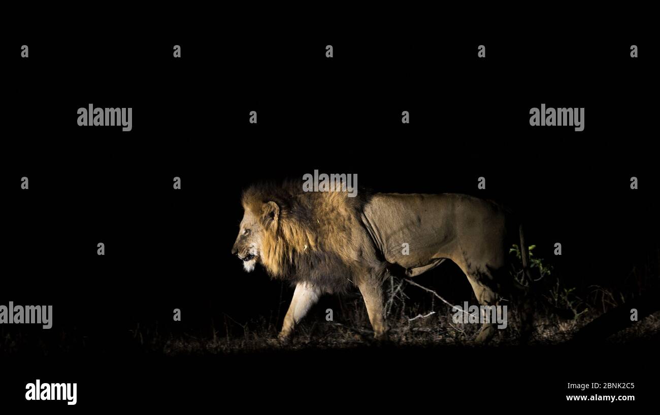 Lion (Panthera leo) männliches Gehprofil, das nachts mit einem seitlich beleuchteten Spot-Licht aufgenommen wurde, Greater Kruger National Park, Südafrika Stockfoto