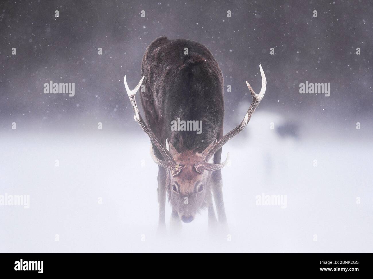 Sika Hirsch (Cervus nippon) riesige Hirsch Fütterung auf offenem Feld in einem Schneesturm, Hokkaido Japan. Stockfoto