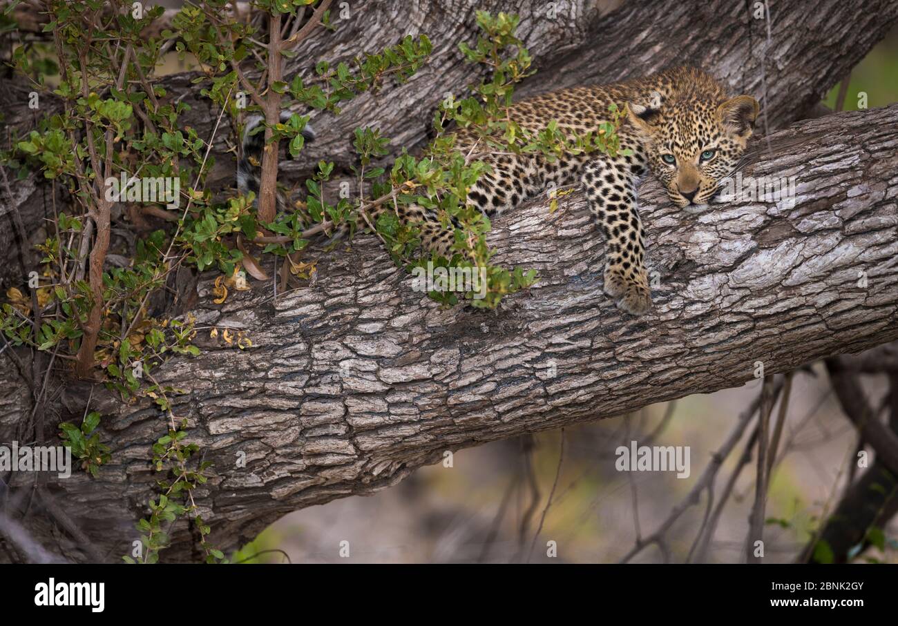 Leopard (Panthera pardus) Junge liegt in einem Baum, Greater Kruger National Park, Südafrika. Stockfoto