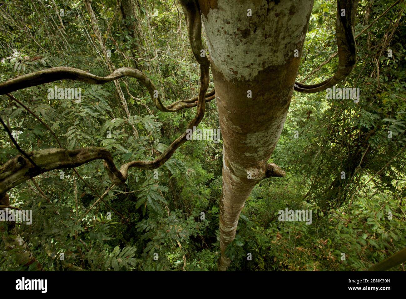 Blick von der Spitze des Baldachins hinunter in den Tieflandregenwald mit Lianen (Bauhinia sp.). West Papua, Neuguinea, August. Stockfoto