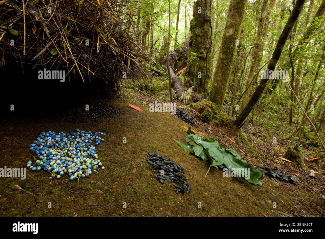 Laub eines Vogelkop-Laubbbblattschweines (Amblyornis inornata), Neuguinea. Stockfoto