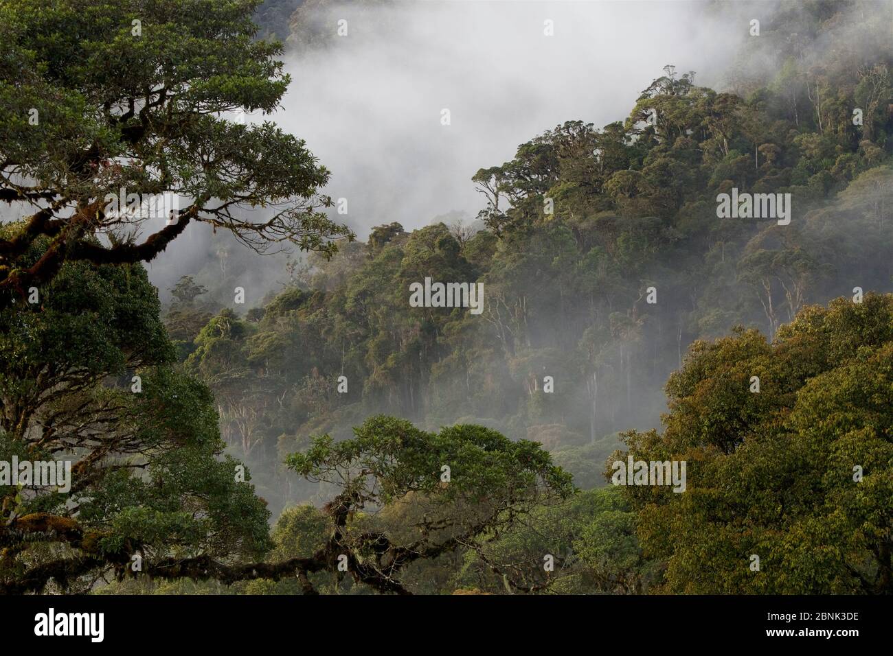 Bergregenwald mit Morgennebel in der Nähe des Tomba Pass, Enga Province, Papua-Neuguinea. Stockfoto