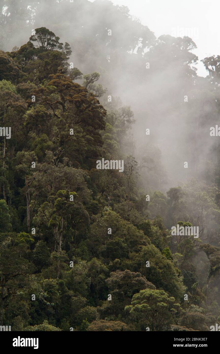 Bergregenwald auf 2800 m Höhe, Tomba Pass Gebiet, Enga Provinz, Papua Neuguinea. Stockfoto