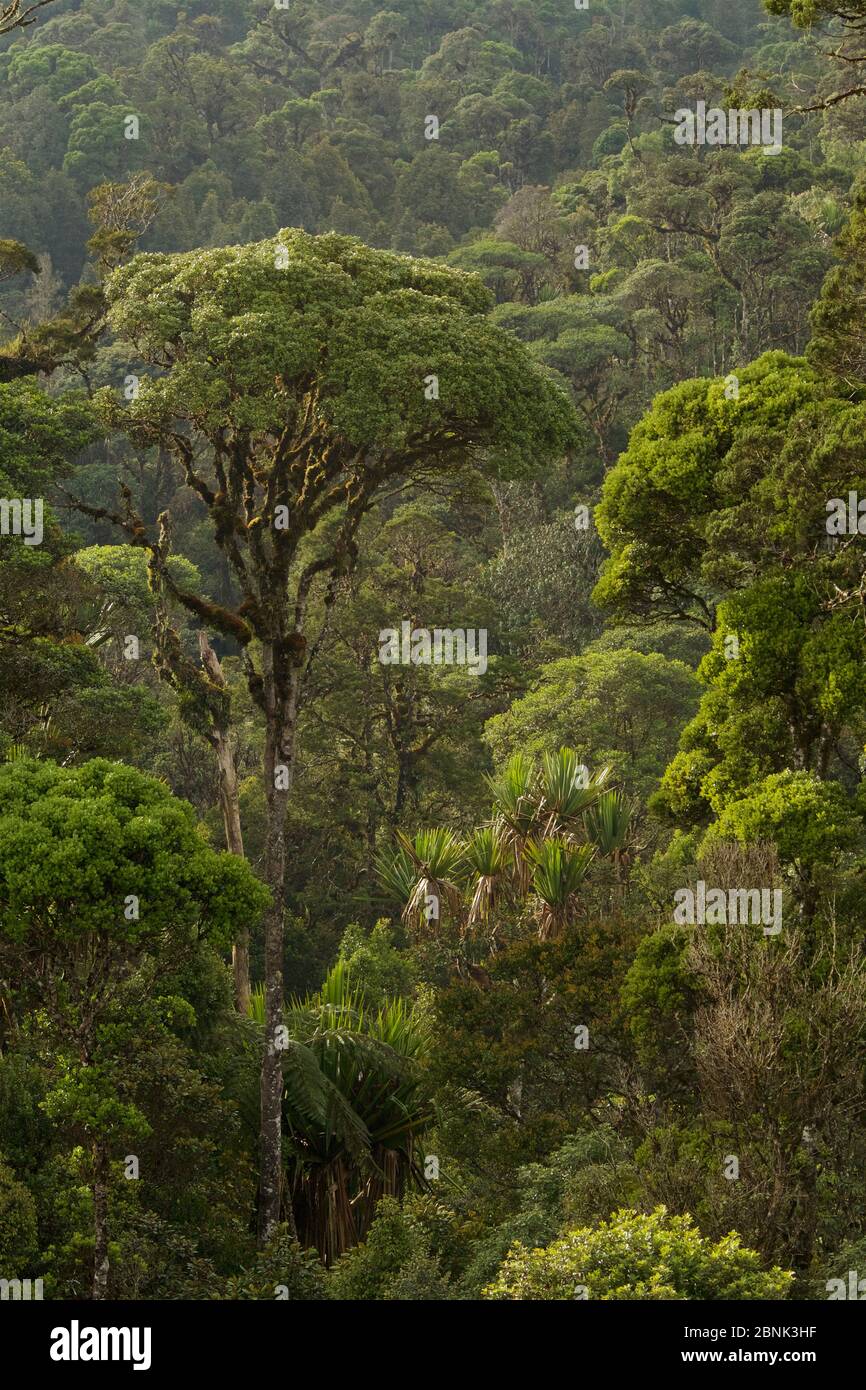 Bergregenwald in der Nähe des Tomba Pass, Enga Province, Papua-Neuguinea. Stockfoto