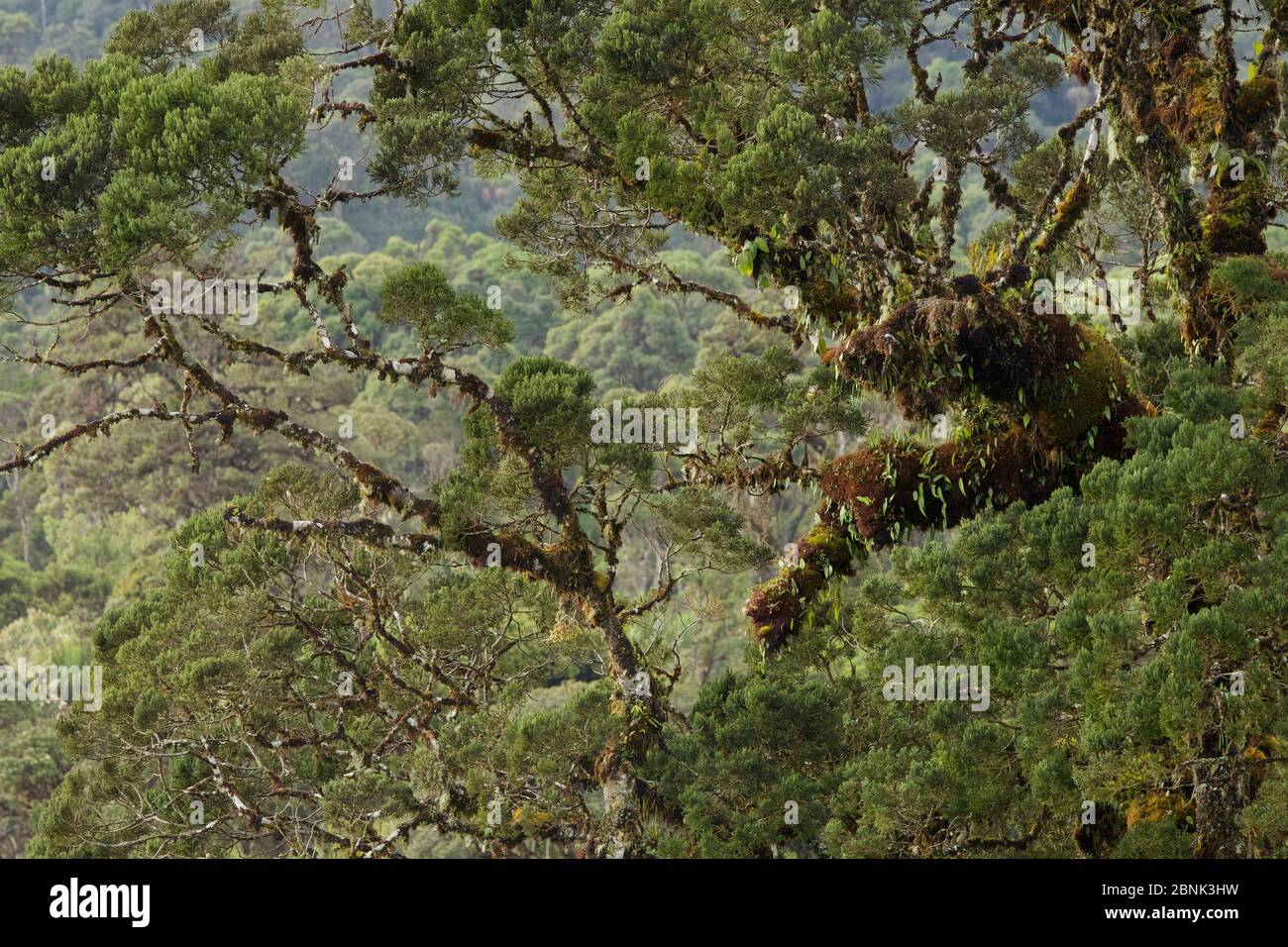 Bergregenwald in der Nähe des Tomba Pass, Enga Province, Papua-Neuguinea. Stockfoto