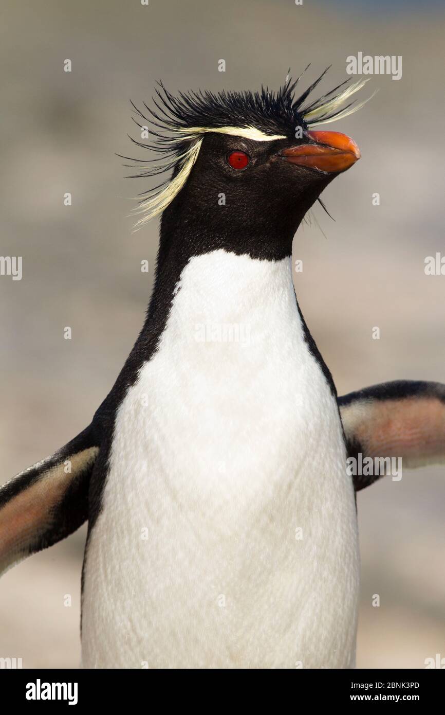 Rockhopper Pinguin (Eudyptes chrysocome) Erwachsene, Rückkehr vom Meer, Bleaker Island, Falkland Islands, Südatlantik. Stockfoto