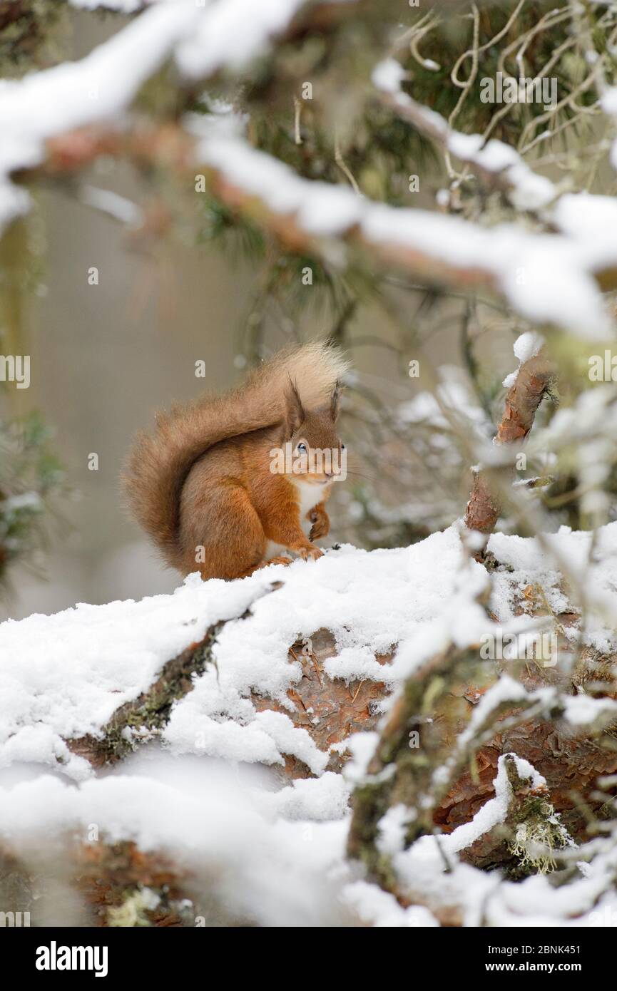 Rotes Eichhörnchen (Sciurus vulgaris) auf schneebedecktem Ast, Black Isle, Schottland, Großbritannien. Februar Stockfoto