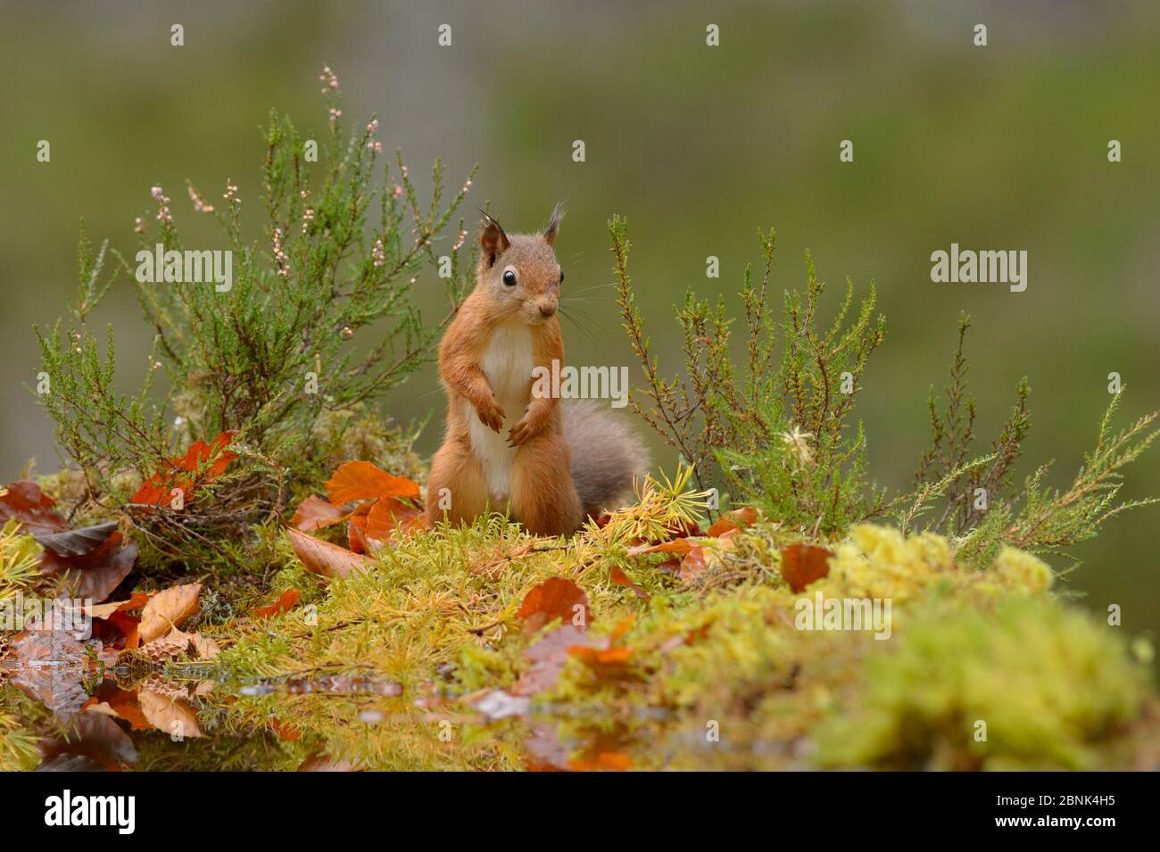 Rotes Eichhörnchen (Sciurus vulgaris) von Wasseroberfläche, Black Isle, Schottland, Großbritannien. Oktober Stockfoto