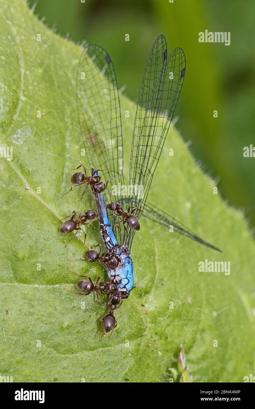 Kleine schwarze Ameisen (Lasius niger), die einen toten männlichen Blauen Damselfliege (Enallagma cyathigerum) tragen Sutcliffe Park Nature Reserve, Eltham, London, Großbritannien. Stockfoto