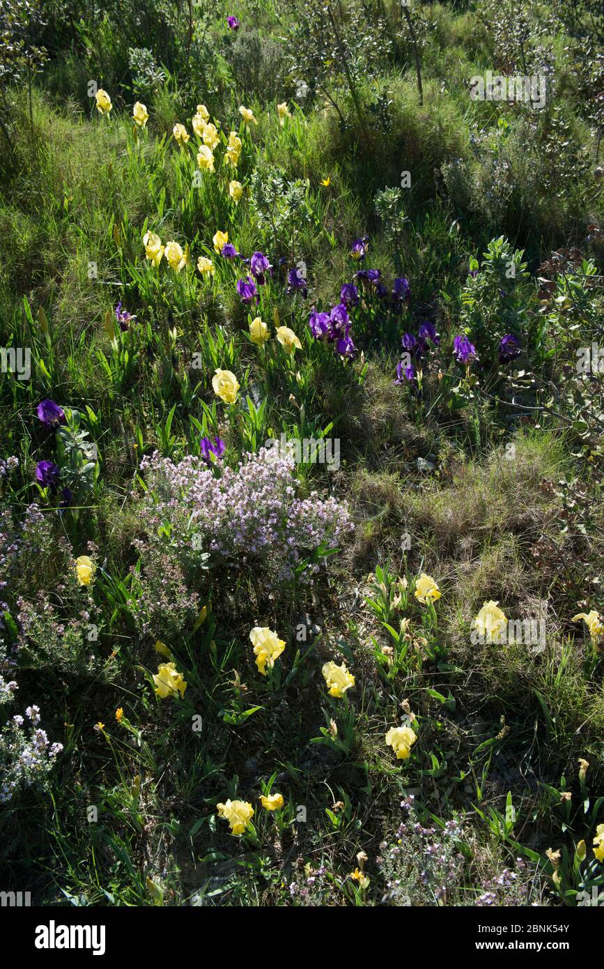 Krimschwertlilie (Iris chamaeiris) blühend, in Garrigue Habitat, Eyguieres, Alpilles, Frankreich. April. Stockfoto