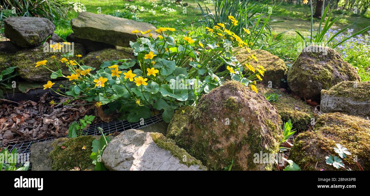 Peat Lane, Bewerley, Harrogate, North Yorkshire, England, Großbritannien. 03/05/20. Marschmarigolds, die in der Abendsonne im kleinen Garten erstrahlen Stockfoto