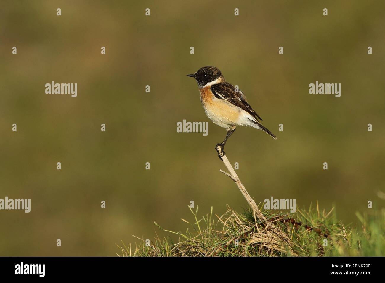 Sibirischer Steinmännchen (Saxicola maurus) gehockt, Oman, Februar Stockfoto