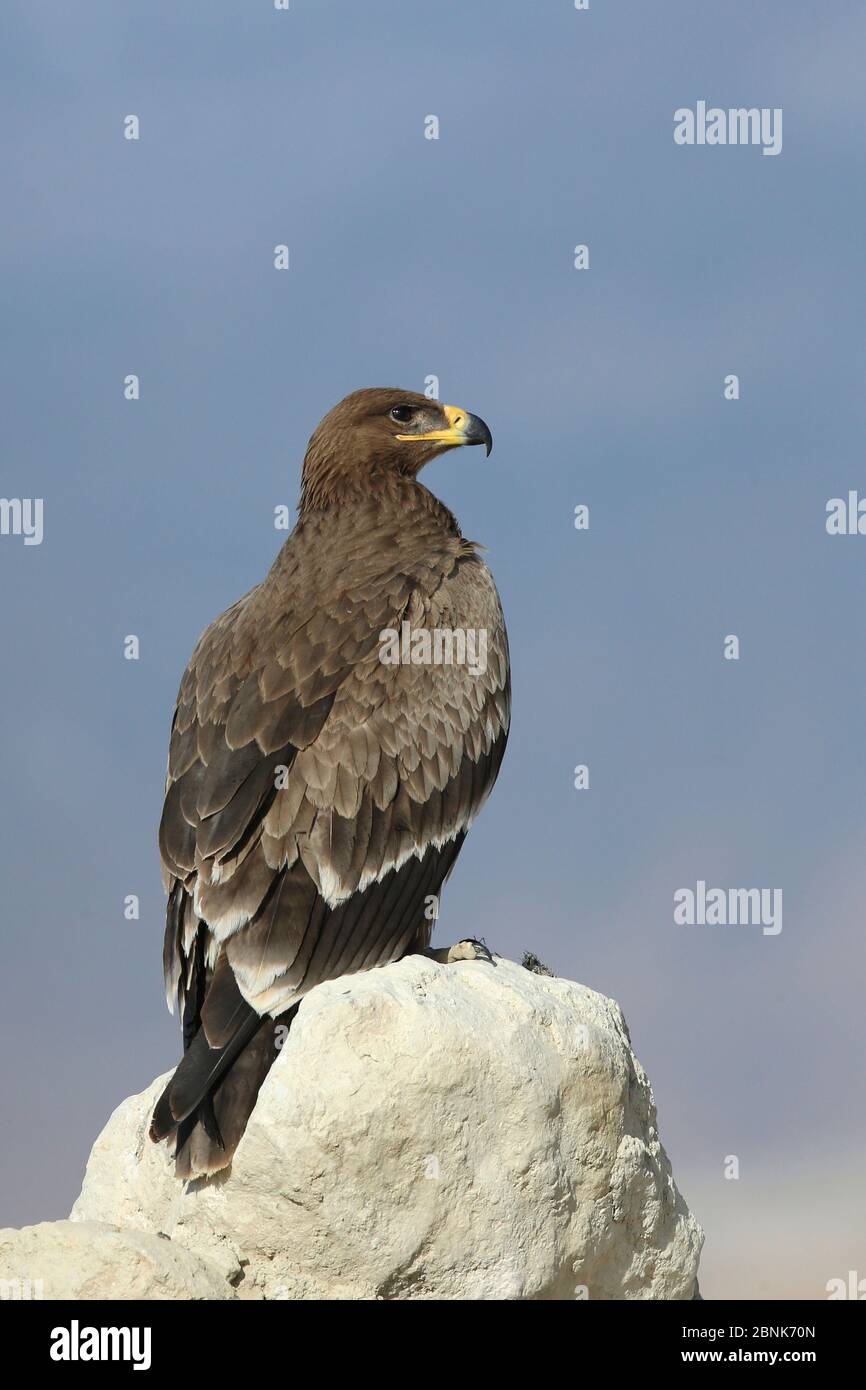 Steppe Eagle (Aquila nipalensis) auf Rock, Oman, November Stockfoto