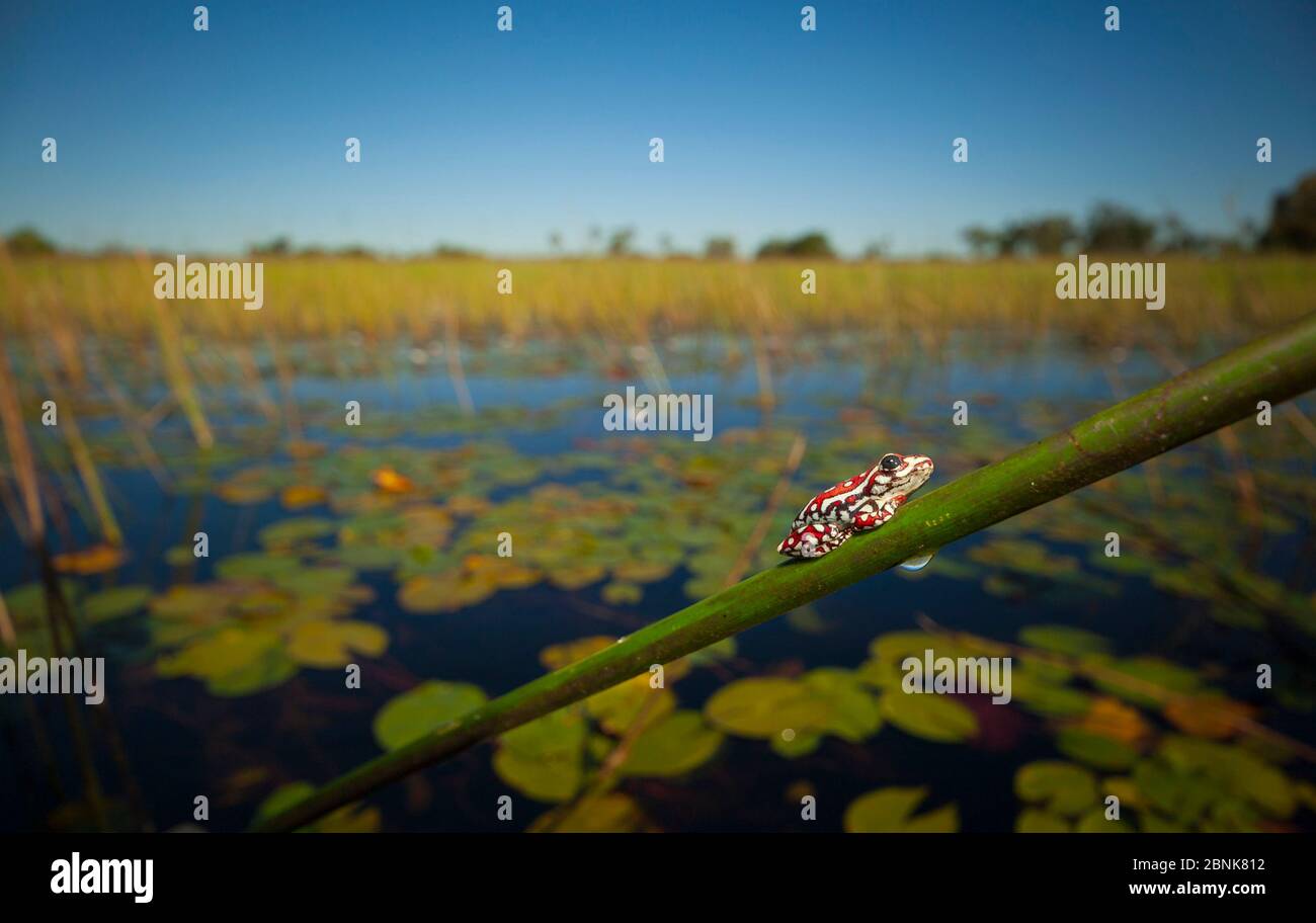 Angolaner Schilfrosch (Hyperolius parallelus) ruht auf einem Schilfstiel im Herzen des Okavango-Deltas im Norden Botswanas. Stockfoto