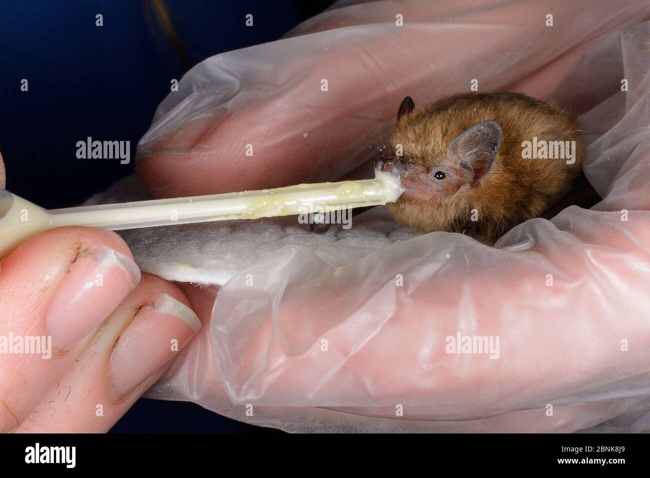 Gerettet verlassenen Sopran pipistrelle Fledermaus Welpen (Pipistrellus pygmaeus) Fütterung aus einer Pipette, North Devon bat Care, Barnstaple, Devon, Großbritannien, August. Mod Stockfoto