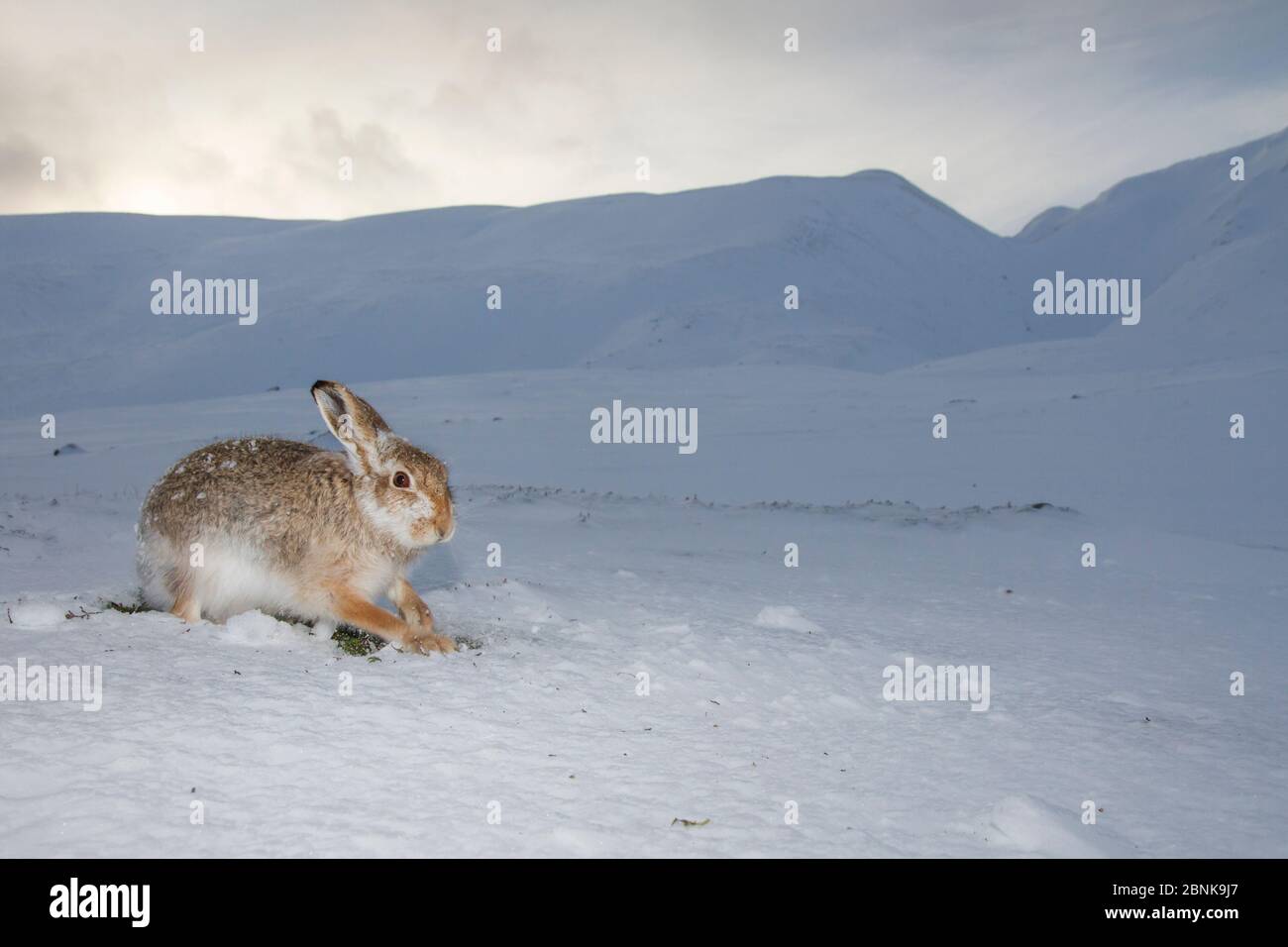Berghase (Lepus timidus), der im Schnee graben, um sich von der Vegetation darunter zu ernähren, Cairngorms National Park, Schottland, Großbritannien, Dezember. Stockfoto