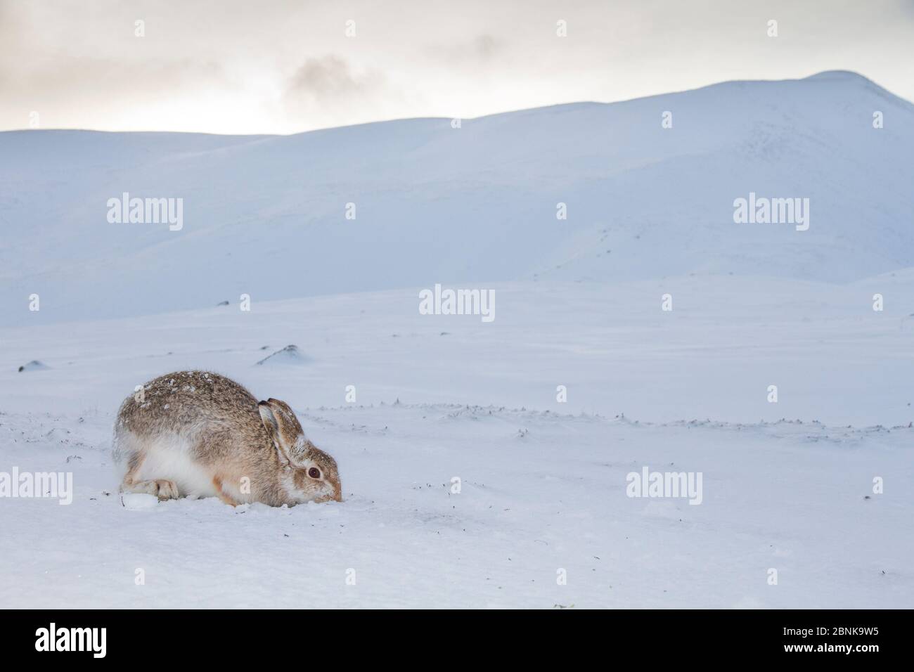 Berghase (Lepus timidus), die sich von der Vegetation unter dem Schnee ernährt, Cairngorms National Park, Schottland, Großbritannien, Dezember. Stockfoto