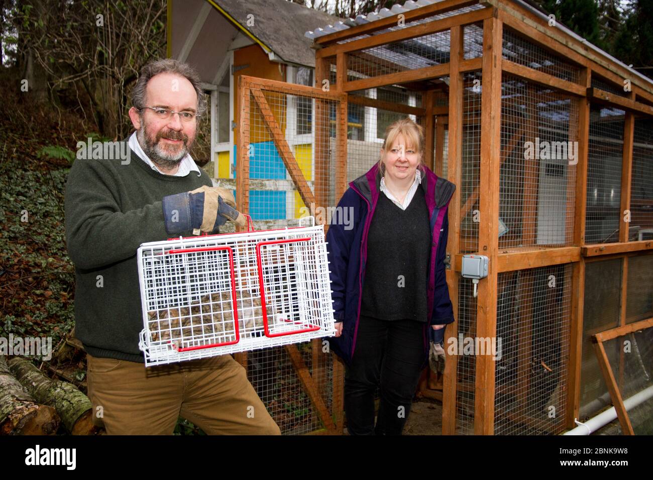 Menschen, die mit schottischer Wildkatze (Felis silvestris grampia) posieren, kreuzen Feralkatze (Felis catus) Hybrid im Käfig nach Kastration, Aberdeenshire, Scotla Stockfoto