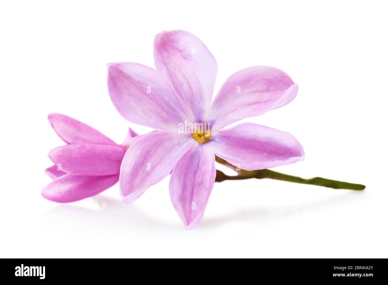 Fliederblätter auf weißem Hintergrund isoliert. Makro-Foto von Frühlingsblumen Stockfoto