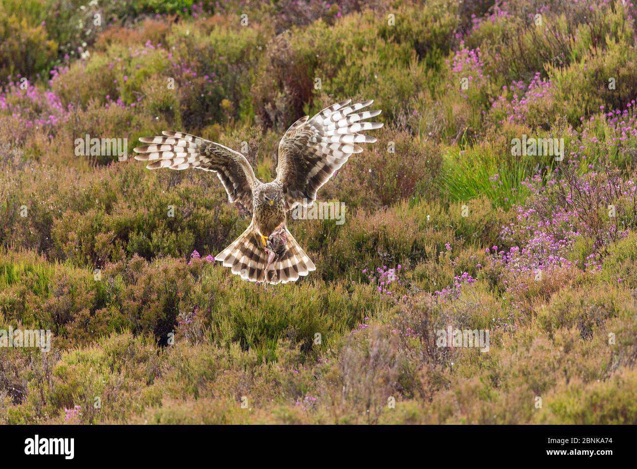 Huhnherrier (Circus cyaneus) im Flug über Heidemoor auf Hochmoor-Moorschießplatz, Schottland, Großbritannien. Stockfoto