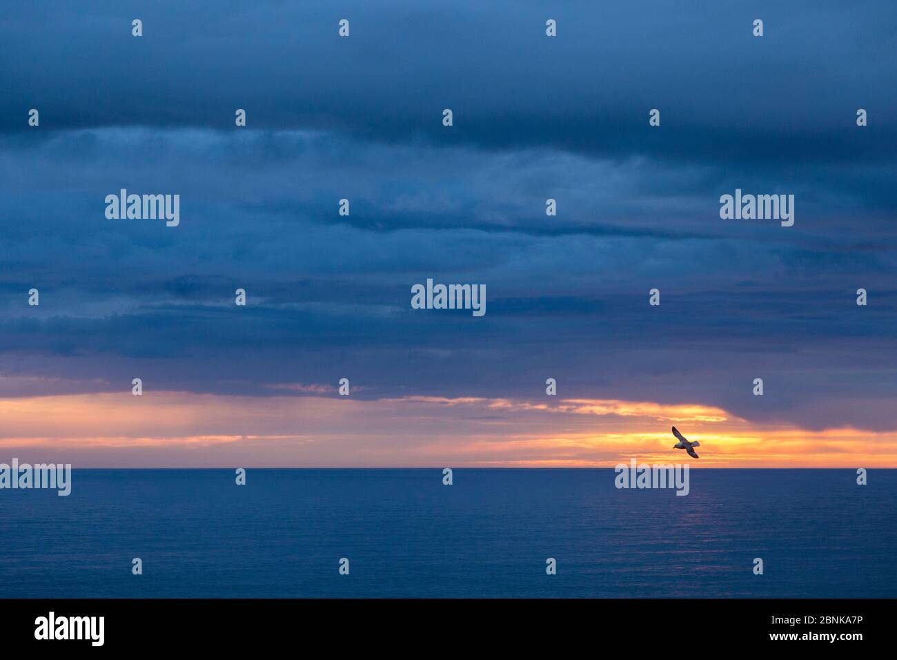 Fulmar (Fulmarus glacialis) im Flug über Meer bei Sonnenuntergang, Fair Isle, Shetland, Schottland, Großbritannien. Stockfoto