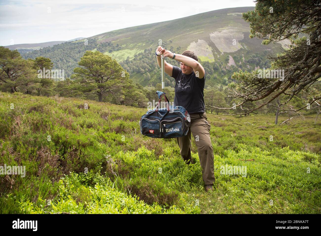 Forscherin Wiegen des Steinadlers (Aquila chrysaetos) Küken auf Glen Tanar Estate, Schottland, Großbritannien. Juni 2016. Stockfoto