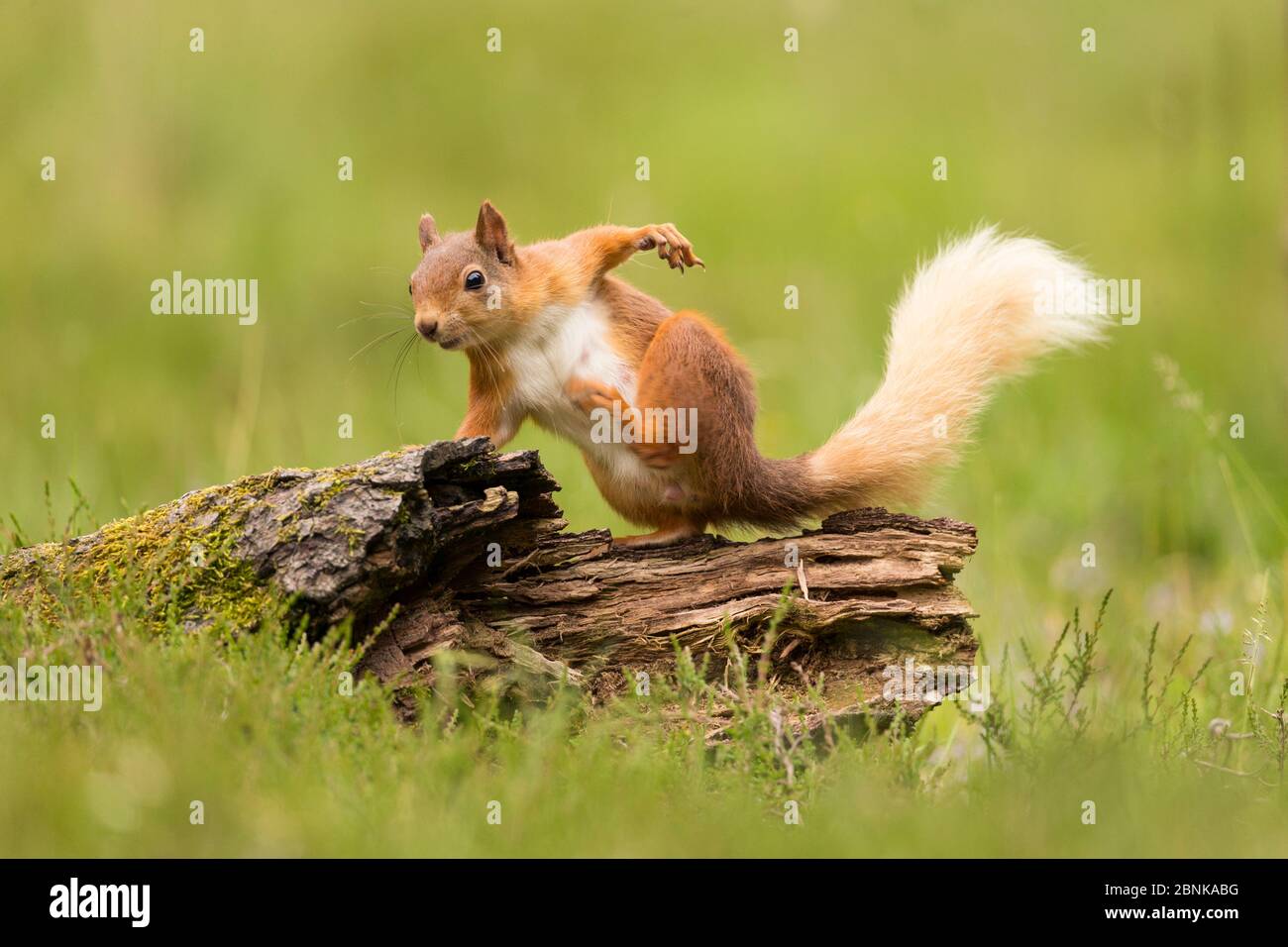 Rotes Eichhörnchen (Sciurus vulgaris) im Sommermantel, kratzen, Schottland, Großbritannien. Juni Stockfoto