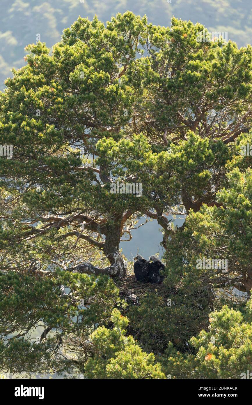 Golden Eagle (Aquila Chrysaetos) zwei Küken in Pine Tree nest Website, Schottland Stockfoto