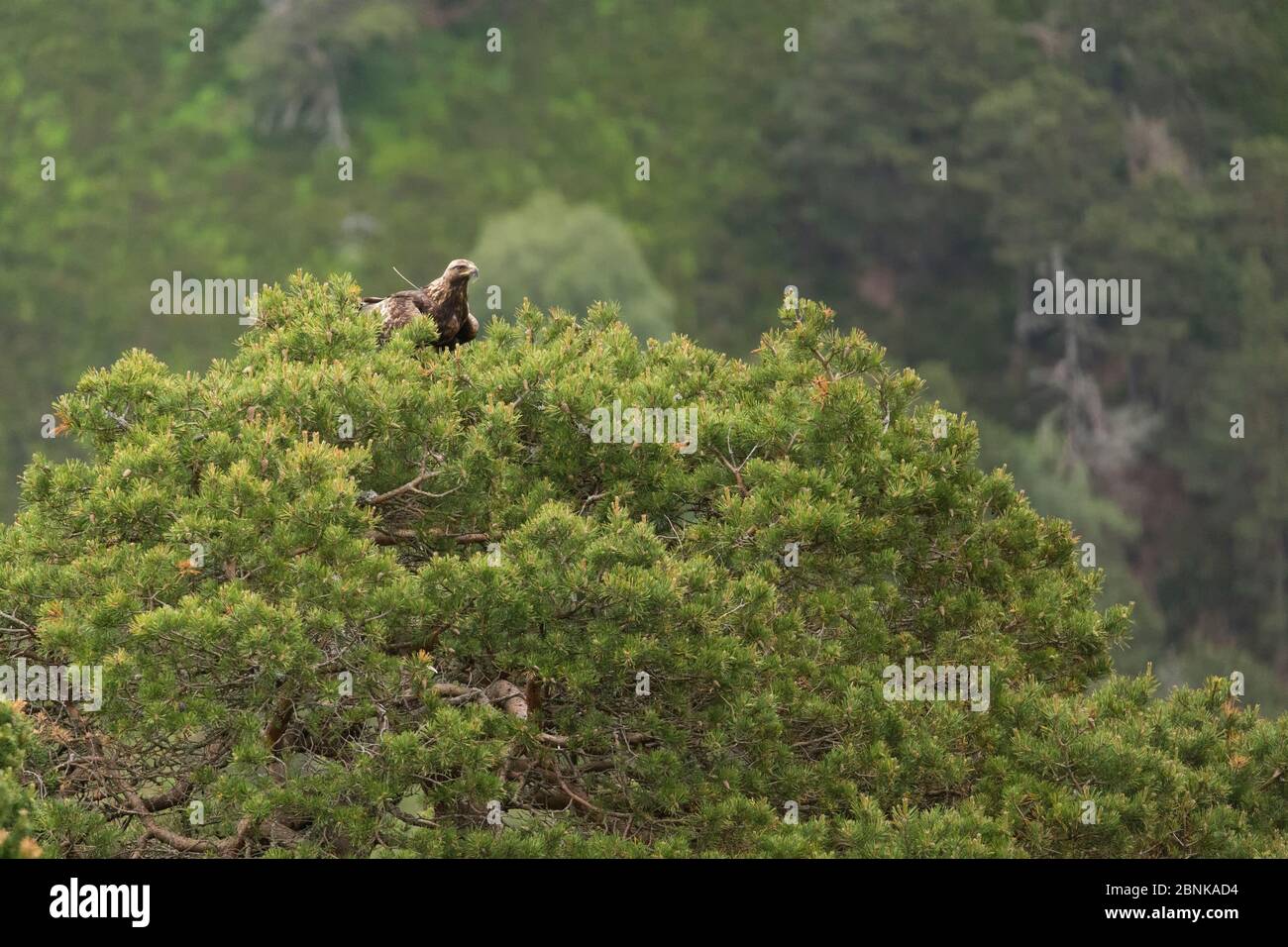 Steinadler (Aquila chrysaetos) Männchen mit Funksender Tracking-Gerät auf der Spitze der Kiefer, Schottland ausgestattet Stockfoto