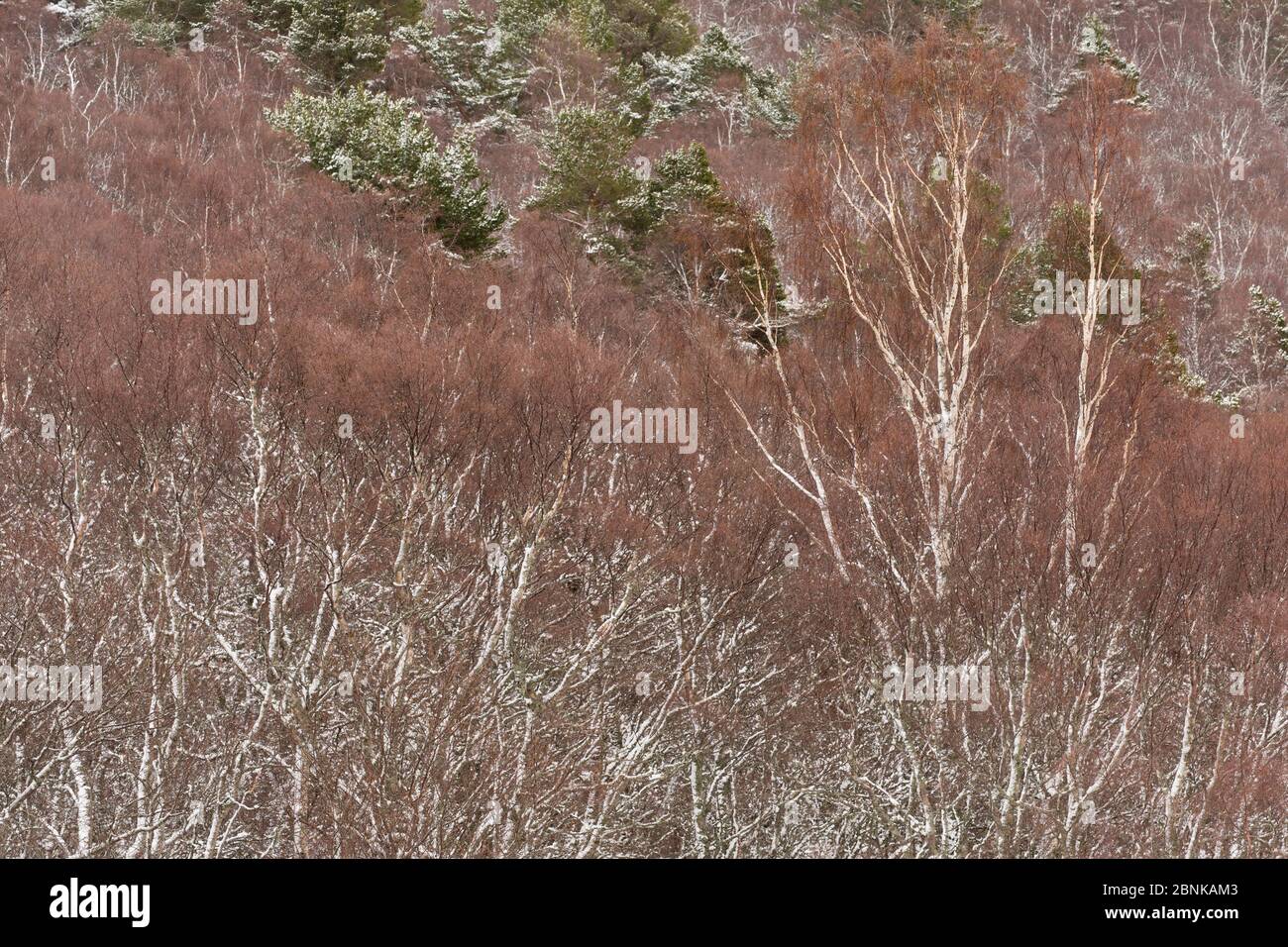 Silberbirke (Betula pendula) Bäume im späten Winter nach leichtem Schnee, Schottland, Großbritannien, April. Stockfoto