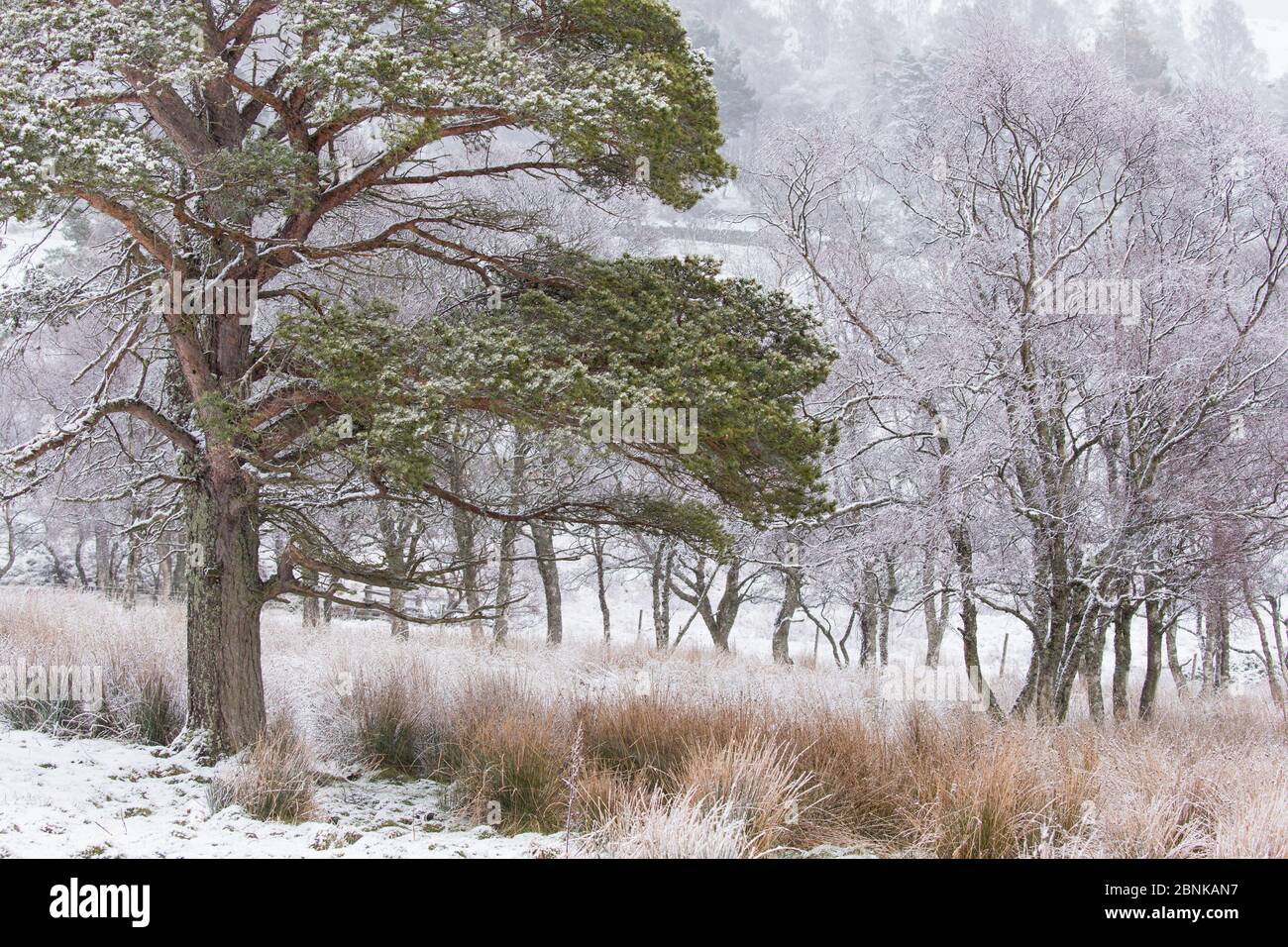 Schottenkiefer (Pinus sylvestris) im Schnee, Schottland, Großbritannien. April. Stockfoto