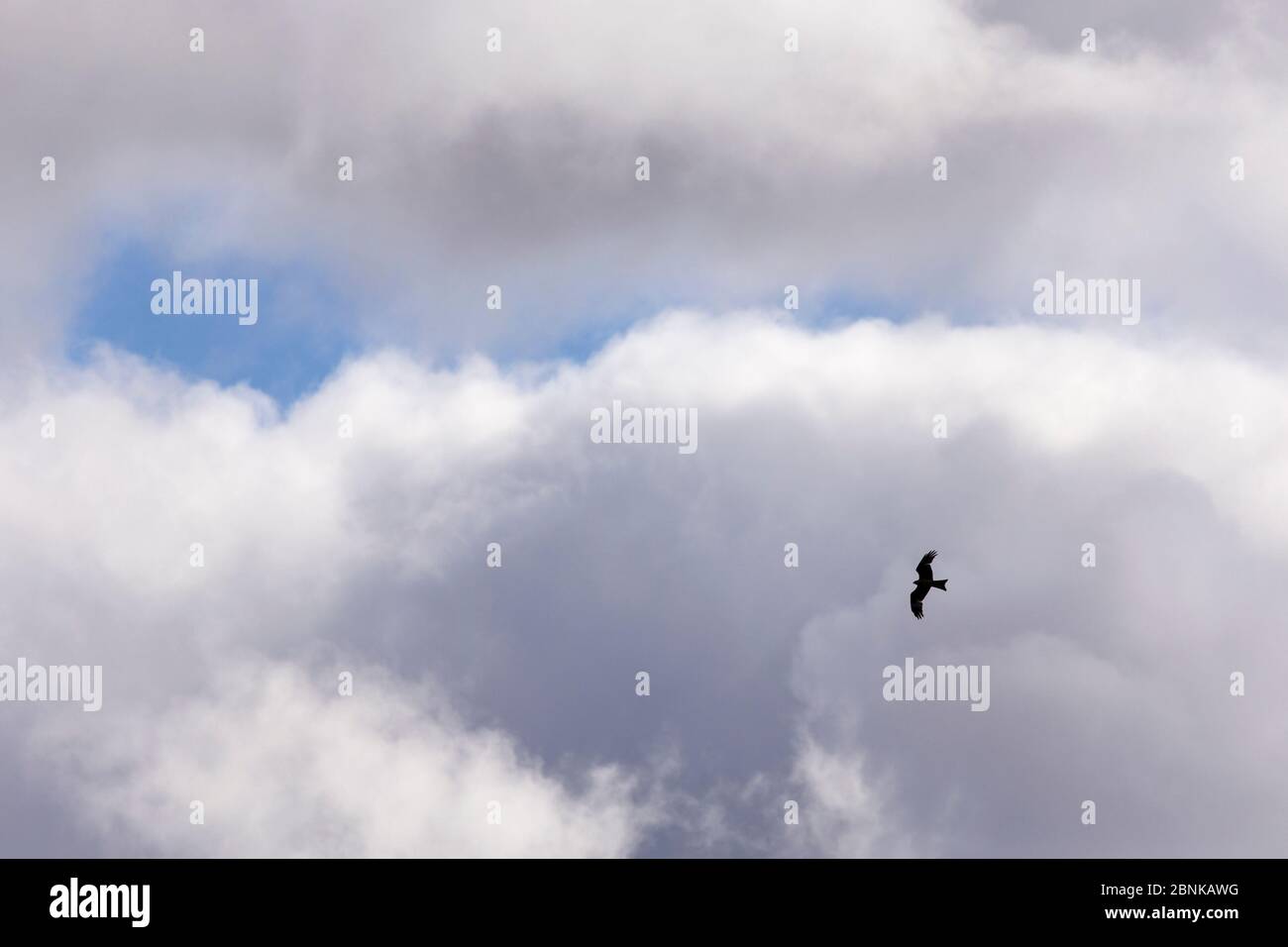 Rotmilan (Milvus milvus) im Flug inmitten von Wolken, Nordschottland, Großbritannien, April. Stockfoto