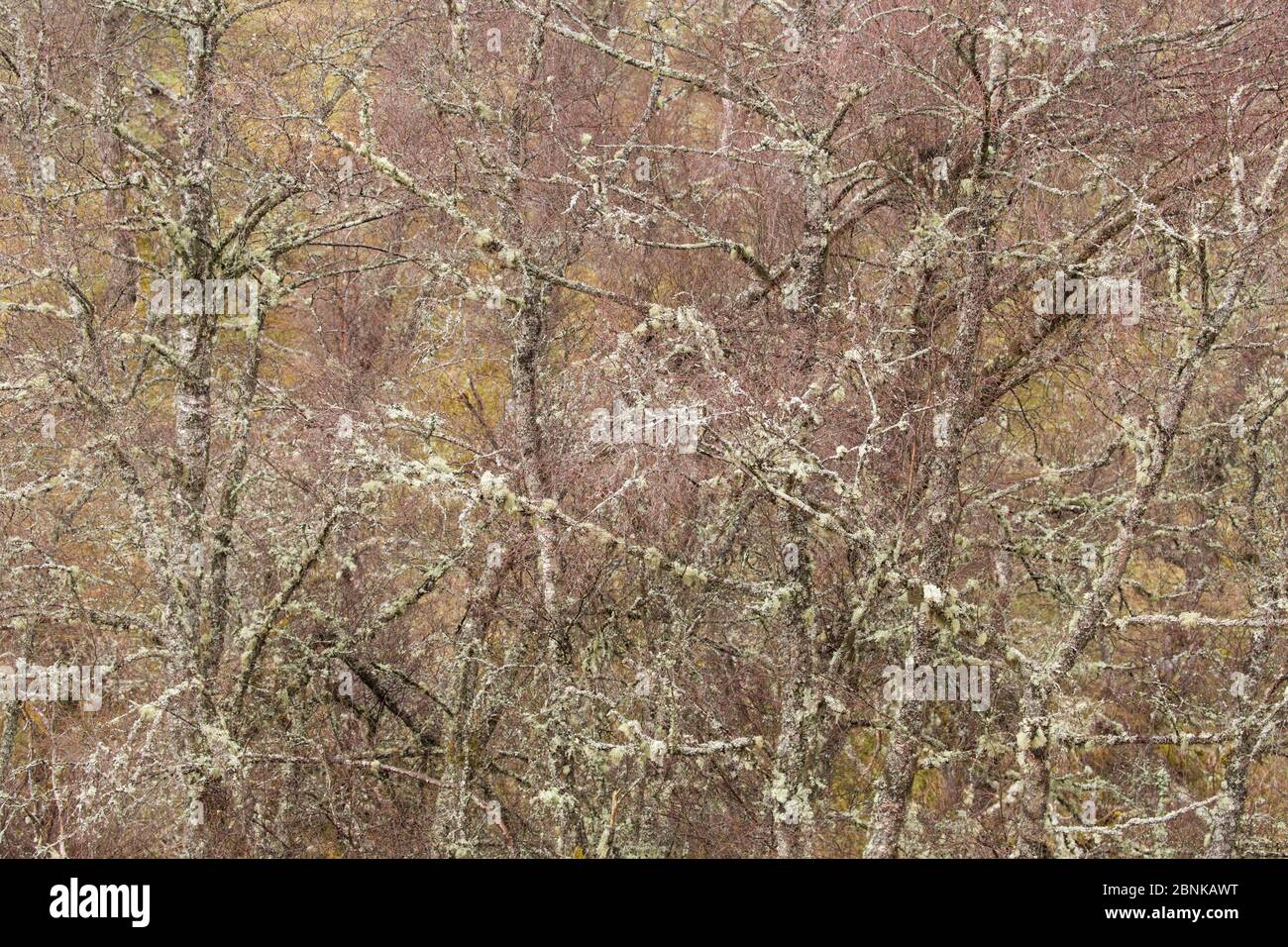 Teil des Birkenwaldes (Betula pendula) im späten Winter, Schottland, Großbritannien, April. Stockfoto