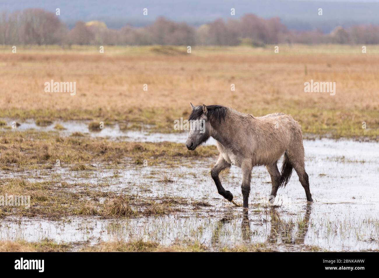 Highland Pony verwendet, um Feuchtgebiete Lebensraum als Teil der Management-Plan für den Vogelschutz zu grasen, Strathspey, Schottland, Großbritannien, April. Stockfoto