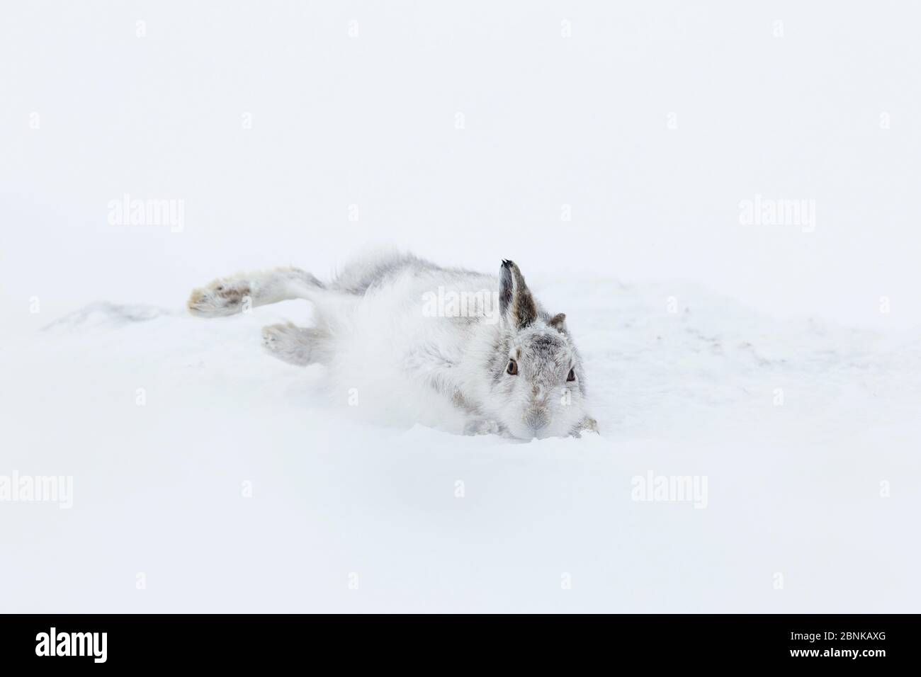 Berghase (Lepus timidus) rollt im Schnee als Teil der Pflege Verhalten , Schottland, Großbritannien. Februar. Sequenz 2 von 3 Stockfoto