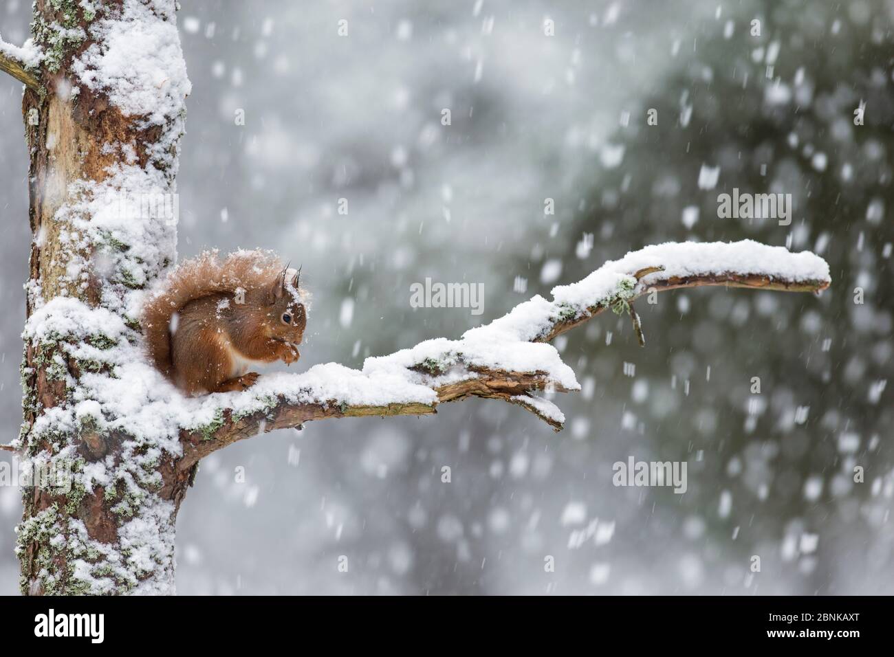 Rothörnchen (Sciurus vulgaris) auf Ast bei starkem Schneefall, Schottland, Großbritannien. Februar. Stockfoto