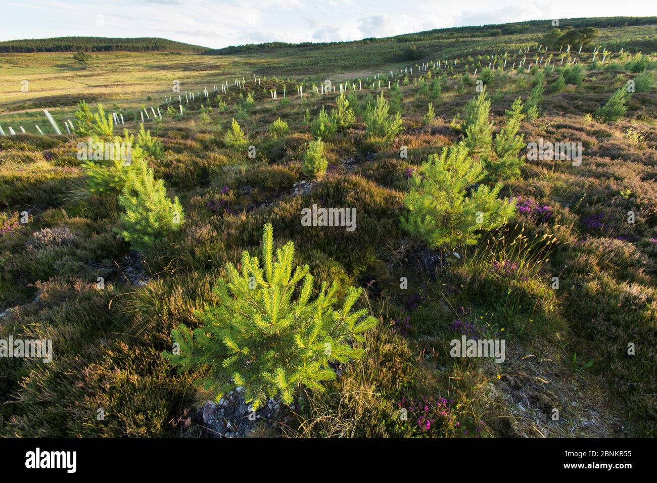 Gepflanzte Kiefernspelzen (Pinus sylvestris) wachsen in einem Gebiet von nwly bepflanzten Wäldern in der Nähe von Duthill, Cairngorms National Park, Schottland, Großbritannien, Juli 2016 Stockfoto