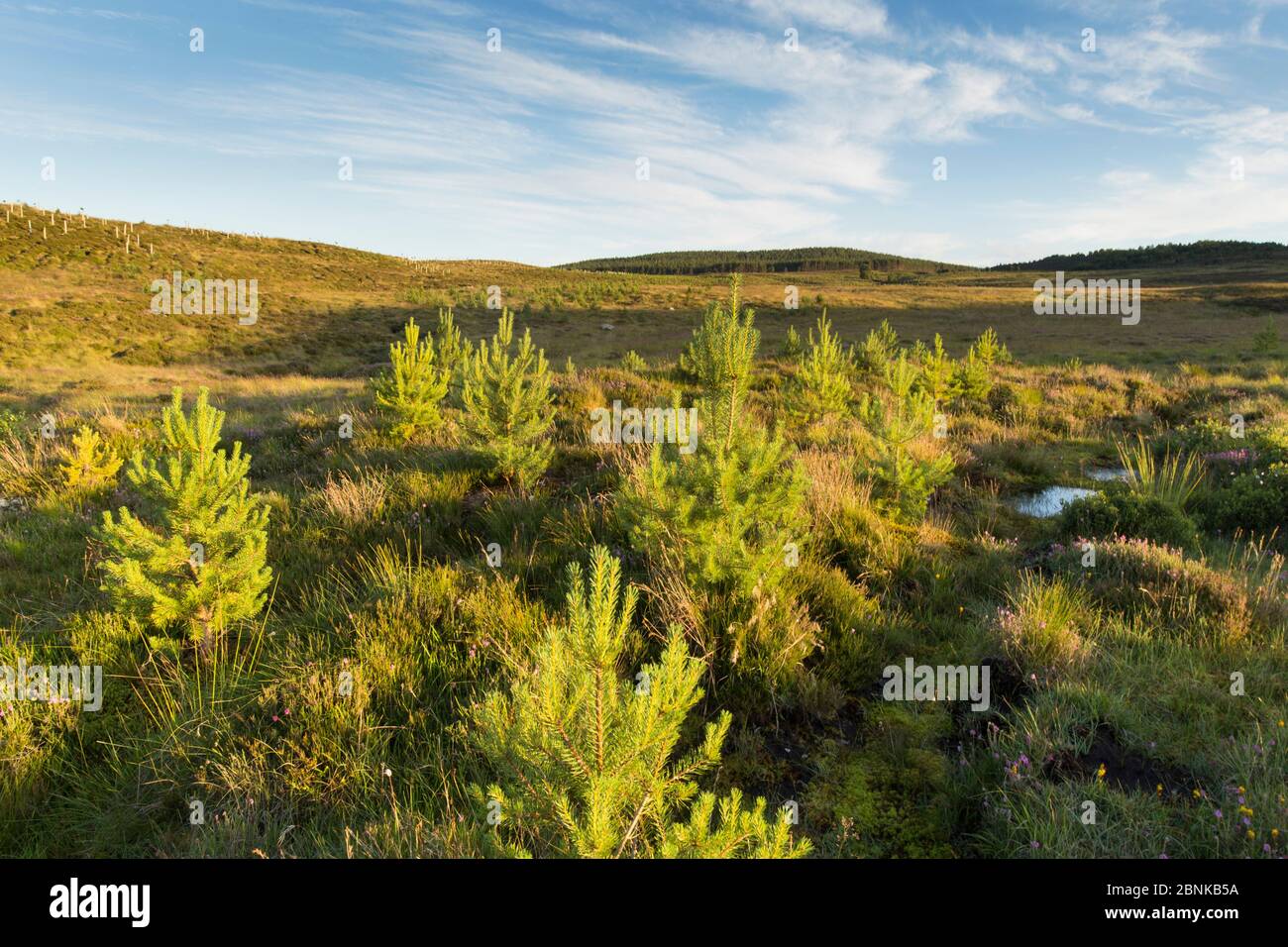 Gepflanzte Kiefernspelzen (Pinus sylvestris) wachsen in einem Gebiet von nwly bepflanzten Wäldern in der Nähe von Duthill, Cairngorms National Park, Schottland, Großbritannien, Juli 2016 Stockfoto