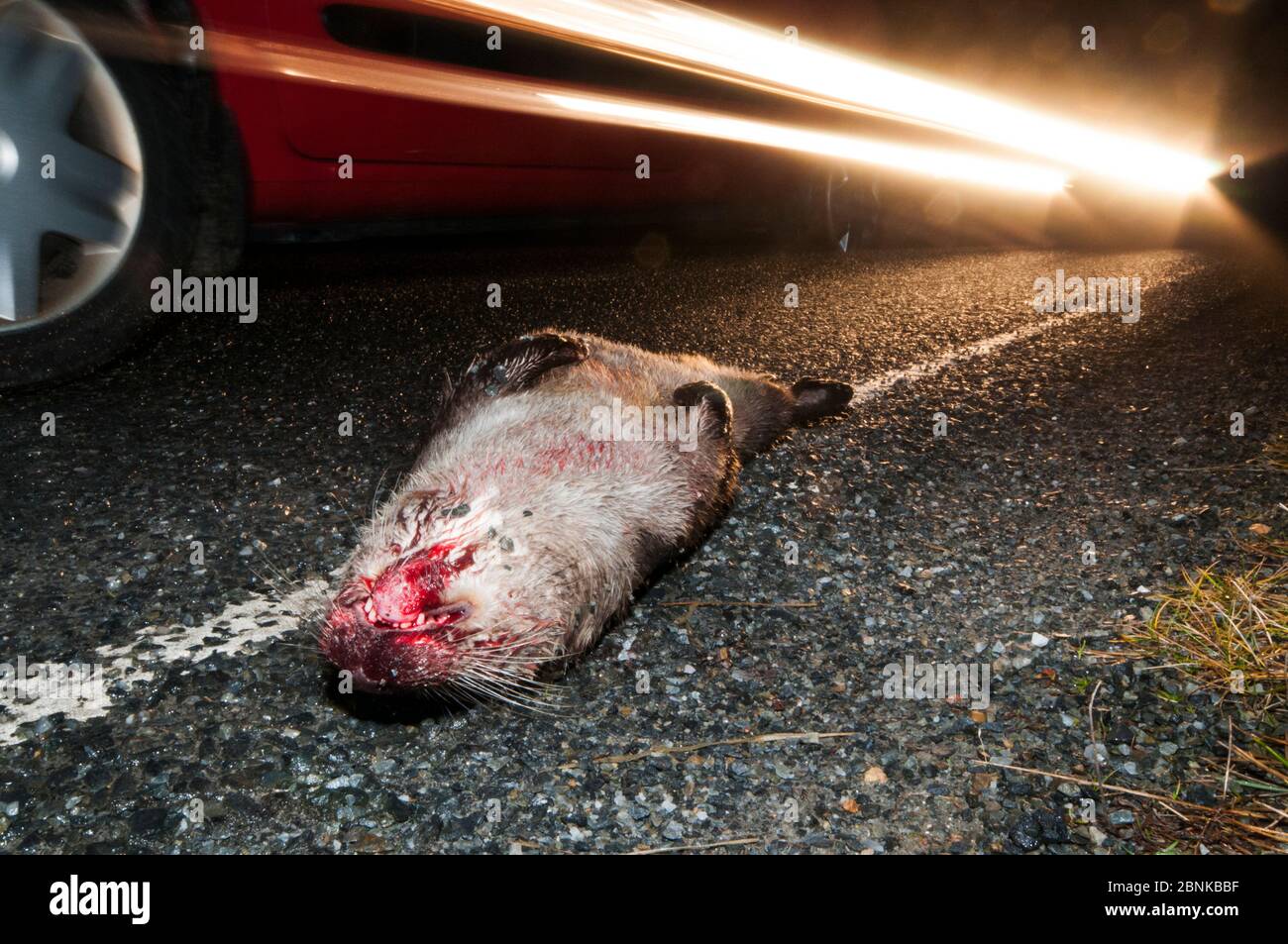 Europäischer Flussotter (Lutra lutra), von einem Auto getroffen, Shetland, Schottland, Großbritannien, Dezember. Stockfoto