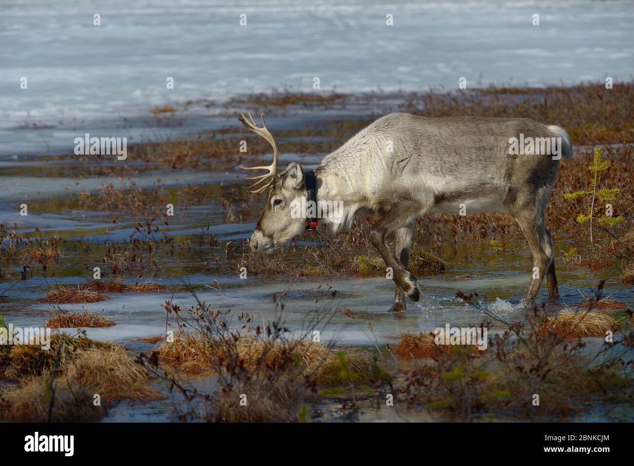 Rentier (Rangifer tarandus) auf vereistem Marschland, Finnland, April. Stockfoto