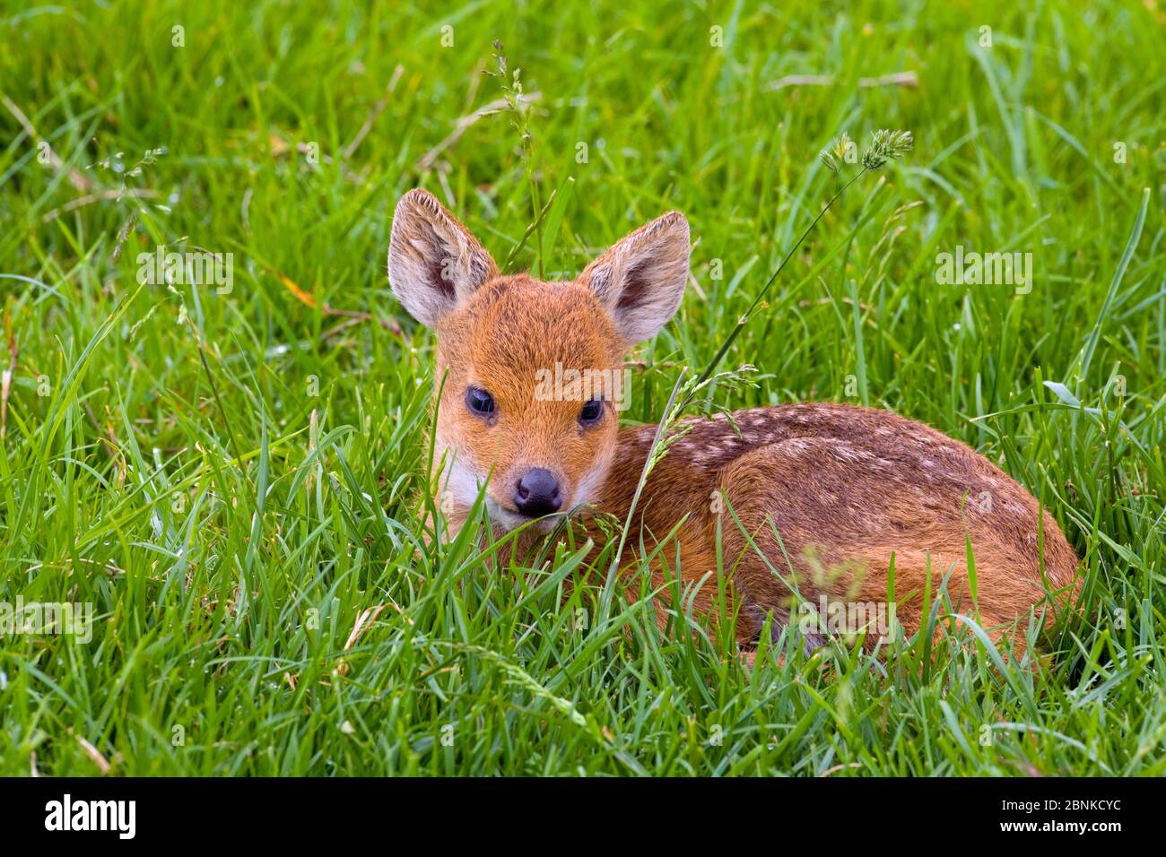 Chinese Water Deer Fawn Hydropotes Stockfotos Und Bilder Kaufen Alamy
