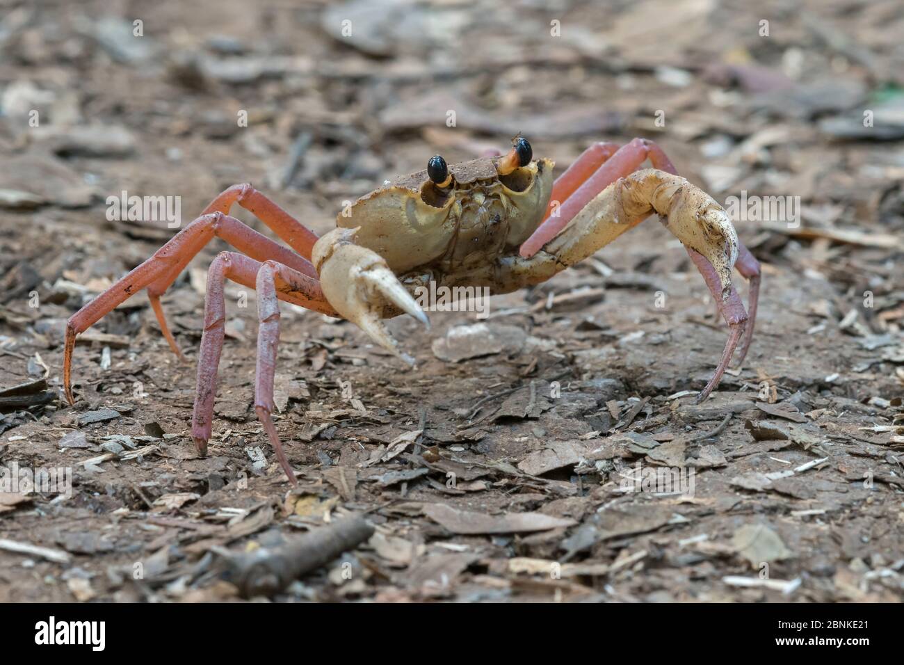 Madagassische Landkrabbe (Madagapotamon humberti), Ankarana National Park, Madagaskar, Rote Liste IUCN Stockfoto