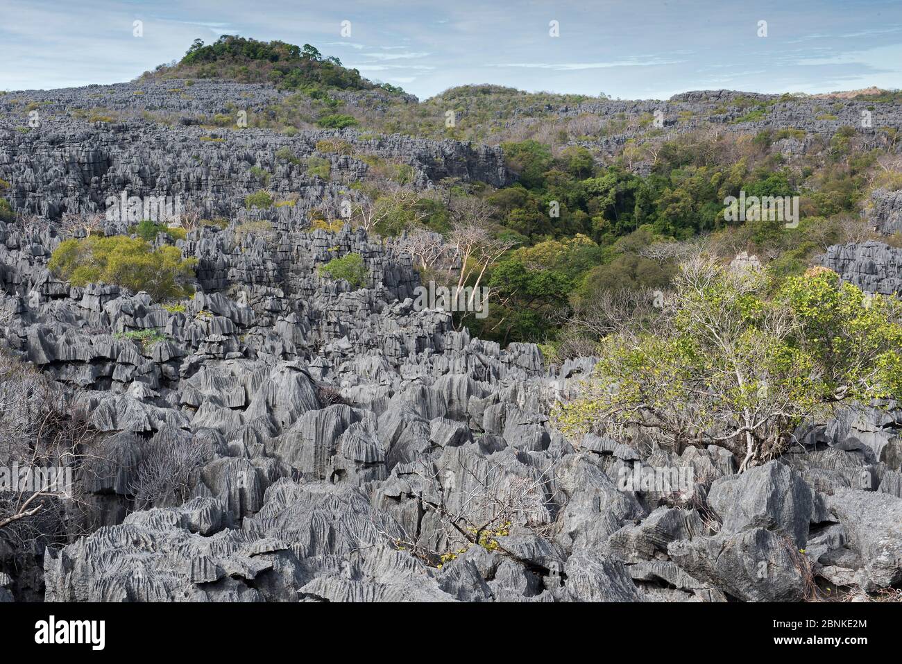 Tsingy Karst-Kalksteinformationen, Ankarana Nationalpark, Madagaskar Stockfoto