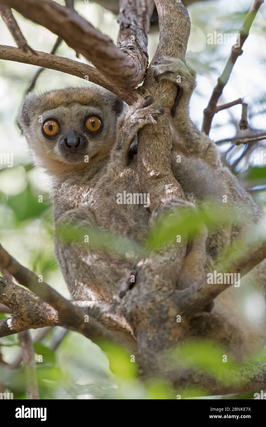 Westliche Wolllemur (Avahi occidentalis) Alarm einzelne Baum, Ankarafantsika Nationalpark, Madagaskar Stockfoto