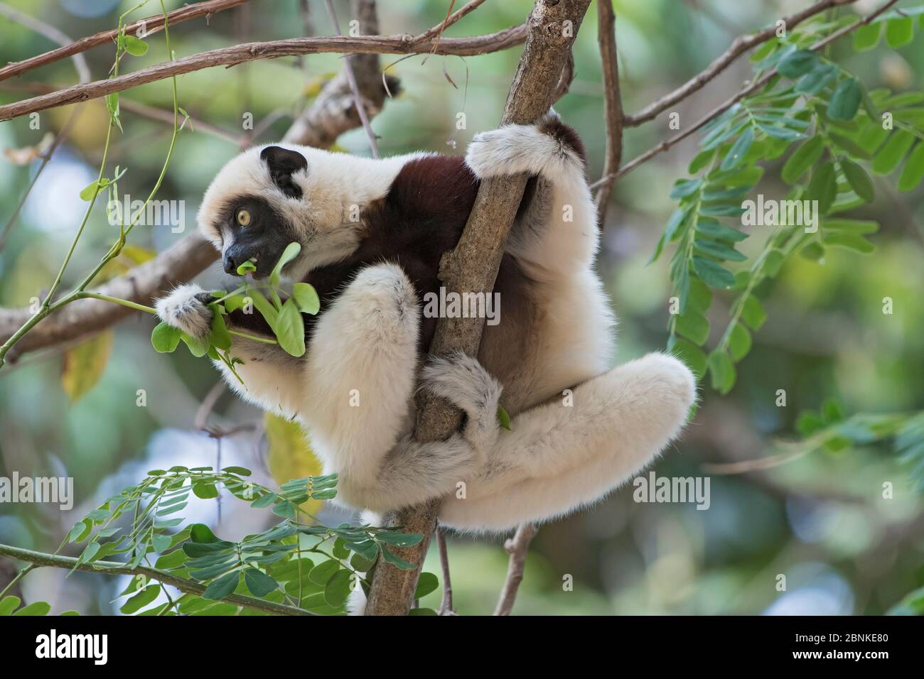 Coquerel's sifaka (Propithecus coquereli) Fütterung im Baum, Ankarafantsika Nationalpark, Madagaskar Stockfoto